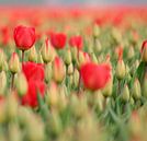 Red tulips van Lory van der Neut thumbnail