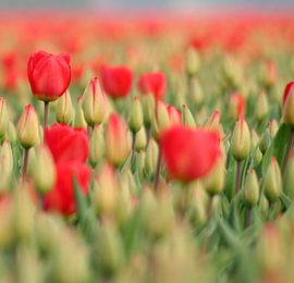 Tulipes rouges sur Lory van der Neut