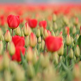 Tulipes rouges sur Lory van der Neut