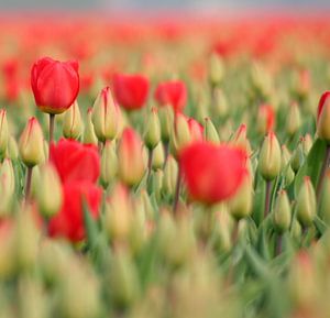 Red tulips van Lory van der Neut