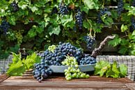 grote trossen blauwe en witte druiven van ChrisWillemsen thumbnail
