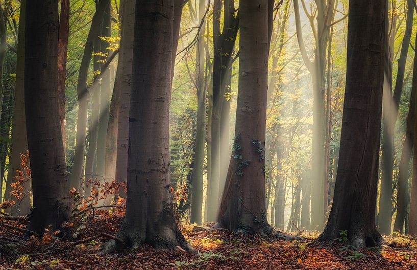 Vier op een rij van Loris Photography