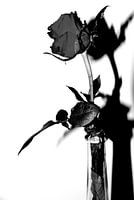 Ik geef je een roosje men roosje