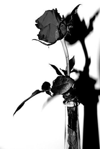 Ik geef je een roosje men roosje