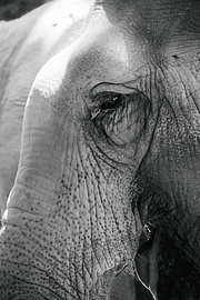 Close-up of an Asian elephant's eye in black and white