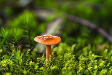 Eenzame paddenstoel van Goffe Jensma