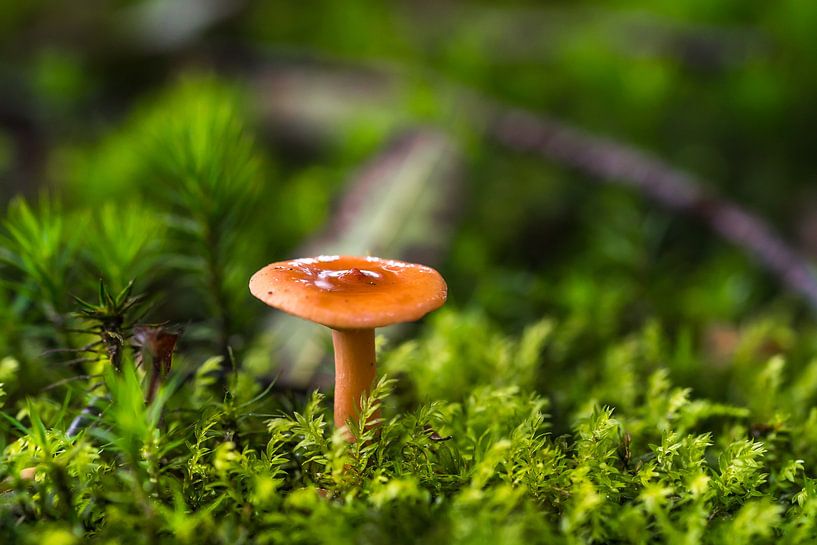 Champignon solitaire par Goffe Jensma