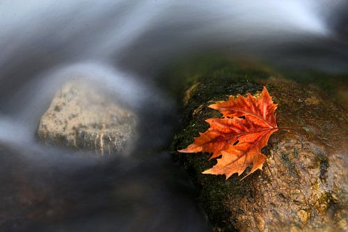 The River Leave