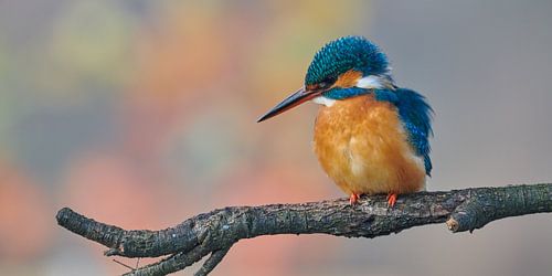 IJsvogel in pastelkleuren, panoramaformaat