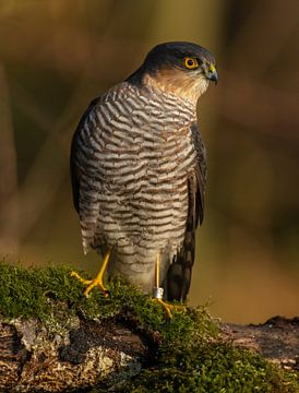 Sparrowhawk in late sunlight by Harry Punter