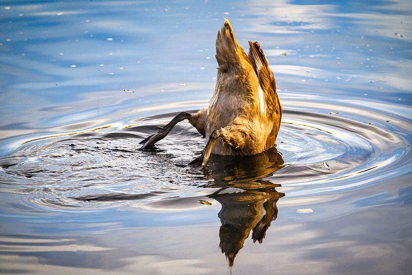 Ein Blick auf einen tauchenden Schwan von Andreas Völkel
