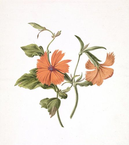 Rose jaune chinoise (Rosa Chinensis Lutea) par M. de Gijselaar, 1820