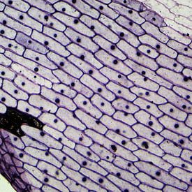 Rinde einer Zwiebel unter dem Mikroskop von Wijco van Zoelen