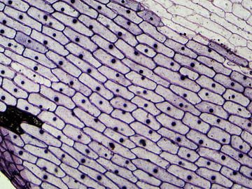 Schors van een ui onder een microscoop van Wijco van Zoelen