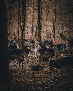 Des cerfs dans la forêt sur Arnold Maisner