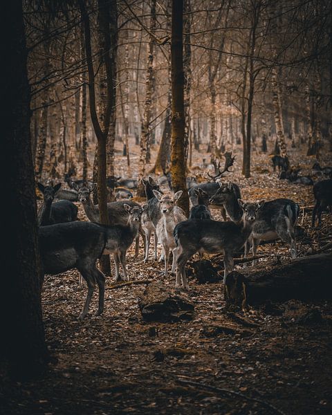 Des cerfs dans la forêt par Arnold Maisner
