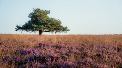 Eine einsame Kiefer über violetter Heide