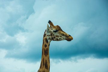 Giraffe met een blauwe lucht van Lisanne Wouters