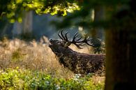 stags in heat by Roland Brack thumbnail