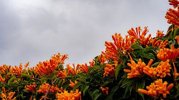 Orange above in Mijas, Andalusia by Mark Litjens Art