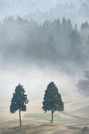 Two trees in the fog on the golf course by Anges van der Logt
