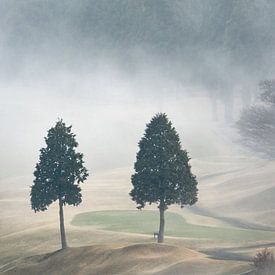 Twee bomen in de mist op het golfveld van Anges van der Logt