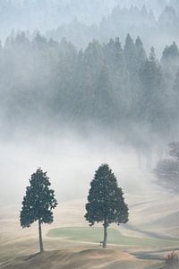 Zwei Bäume im Nebel auf dem Golfplatz