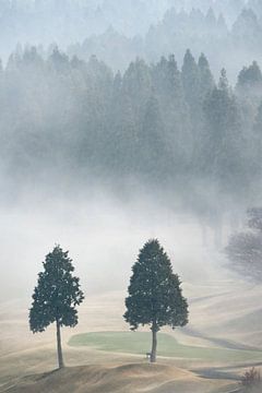 Two trees in the fog on the golf course