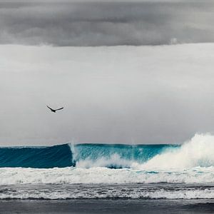 Mouette au-dessus d'une vague déferlante