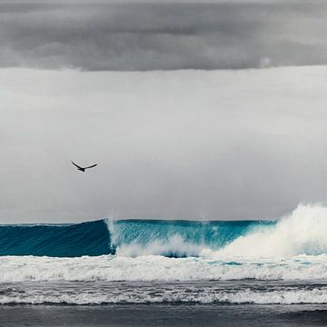 Seagull over breaking wave by Dirk Wüstenhagen