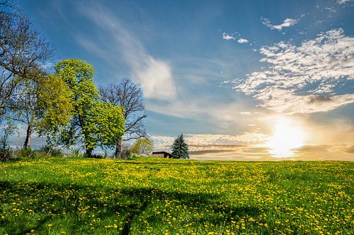 Mooie lenteweide met zon