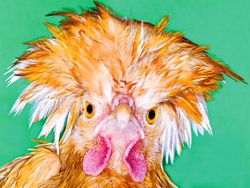 Le poulet en colère ressemble à un oiseau en colère. sur Rick Nederstigt