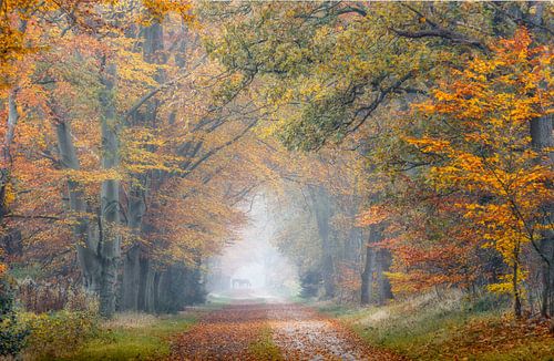 Met het paard het herfstbos in