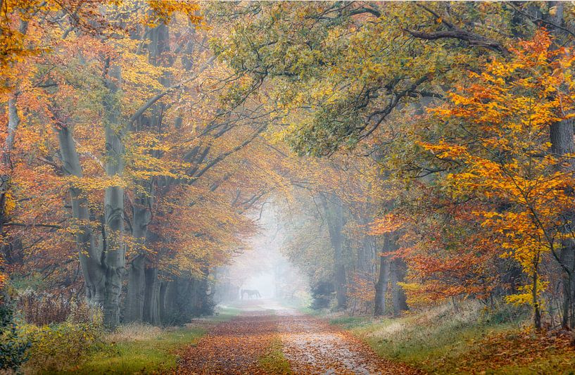 Emmener le cheval dans la forêt d'automne par Henk Meeuwes