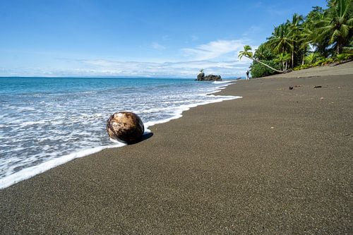 Eenzame kokosnoot