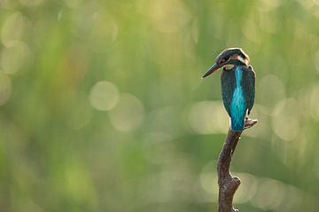 Kingfisher alcedo atthis sitting on a branch by Vienna Wildlife