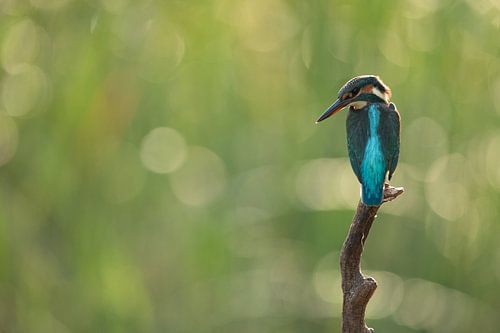 Eisvogel alcedo atthis sitzt auf einem Ast