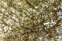 Branches rêveuses : Une danse d'ombres et de lumières