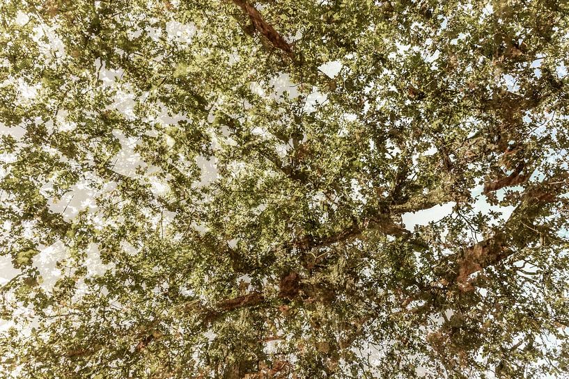 Branches rêveuses : Une danse d'ombres et de lumières par Nicole Schmidt