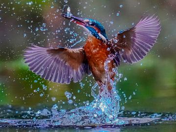 Le martin-pêcheur en pleine action. sur A.H. Stubij