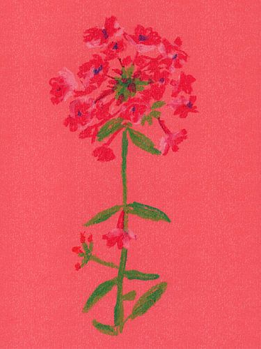 Kleurrijke vintage bloemen. Phlox in rood, roze, groen.