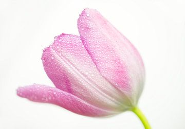 Soft Pink Tulip with Dew on White