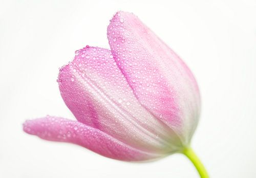 Zachtroze tulp met dauw op wit
