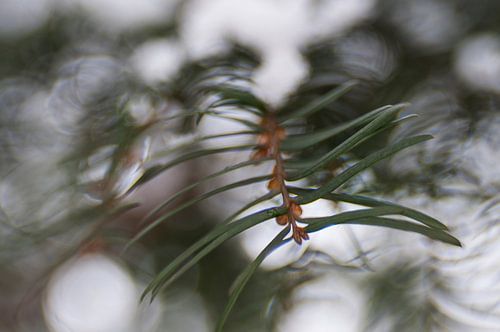 dennentakje met bokeh