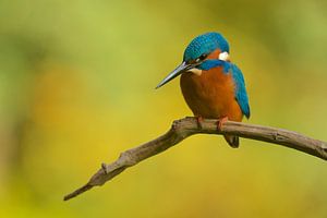 Eisvogel von Eisvogel.land - Corné van Oosterhout