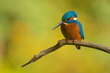 Kingfisher by Kingfisher.photo - Corné van Oosterhout