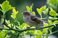 Spatz in Grün