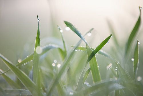 Morgentau im ersten Licht von Tanja Riedel
