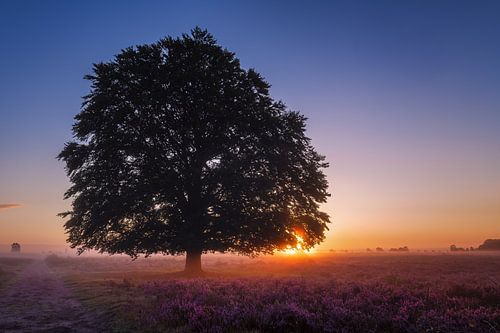 Bruyère de Ginkel en fleur