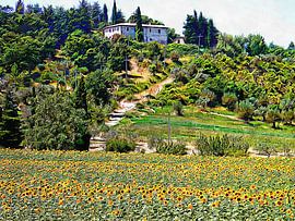 Midday Sunflowers by Dorothy Berry-Lound